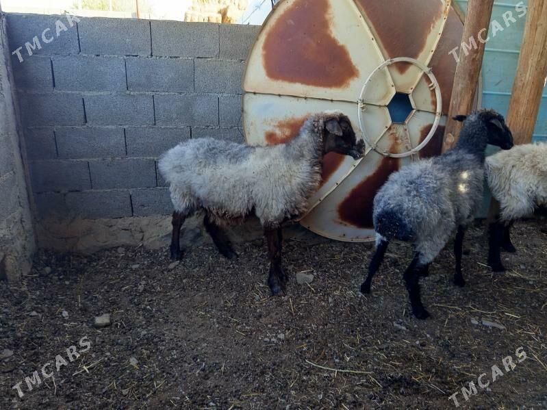 goyun  4 sany - Берекет - img 1