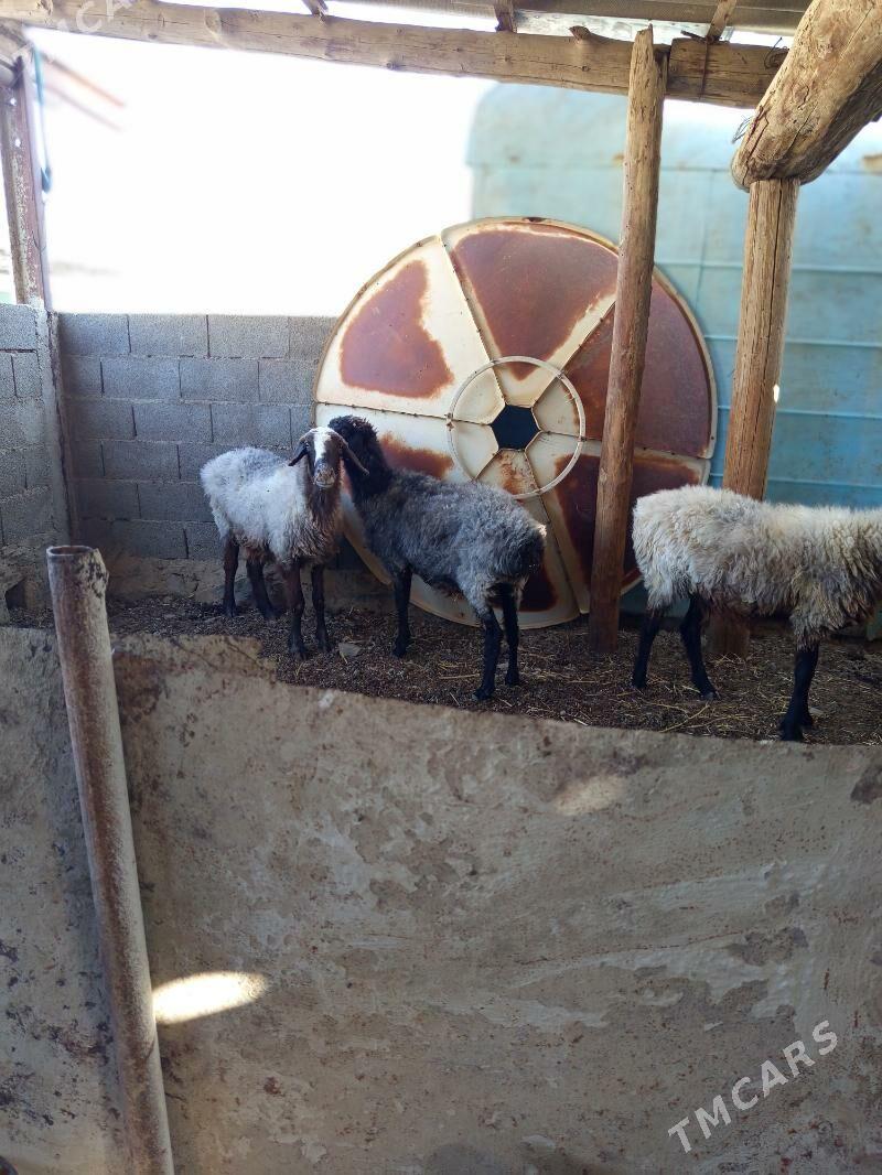 goyun  4 sany - Bereket - img 2