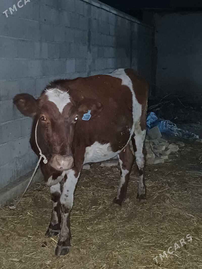 simental gaçar - Шабатский этрап - img 1