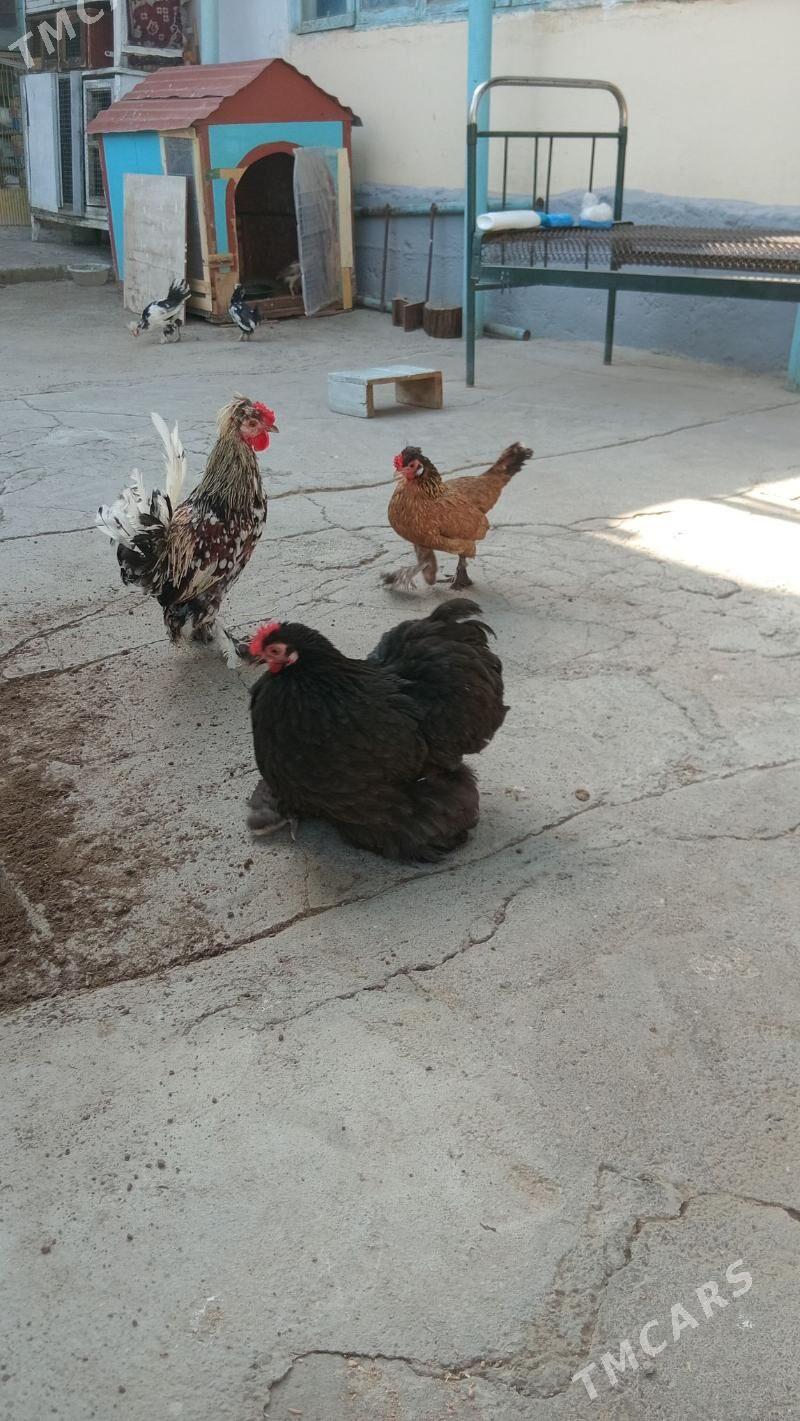 Towuk.kohunik. - Хитровка - img 2