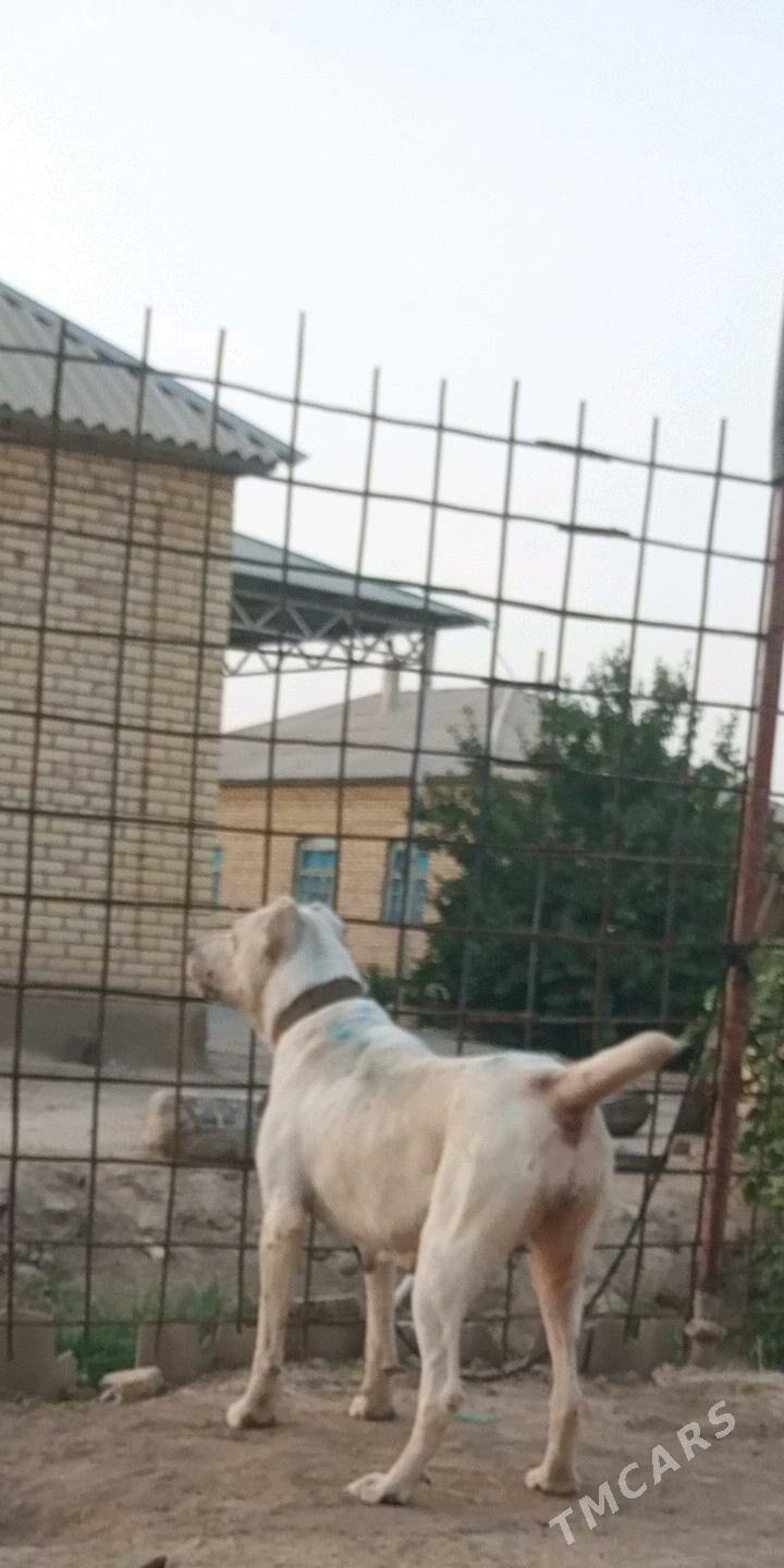 Alabay gujik - Sakarçäge - img 3