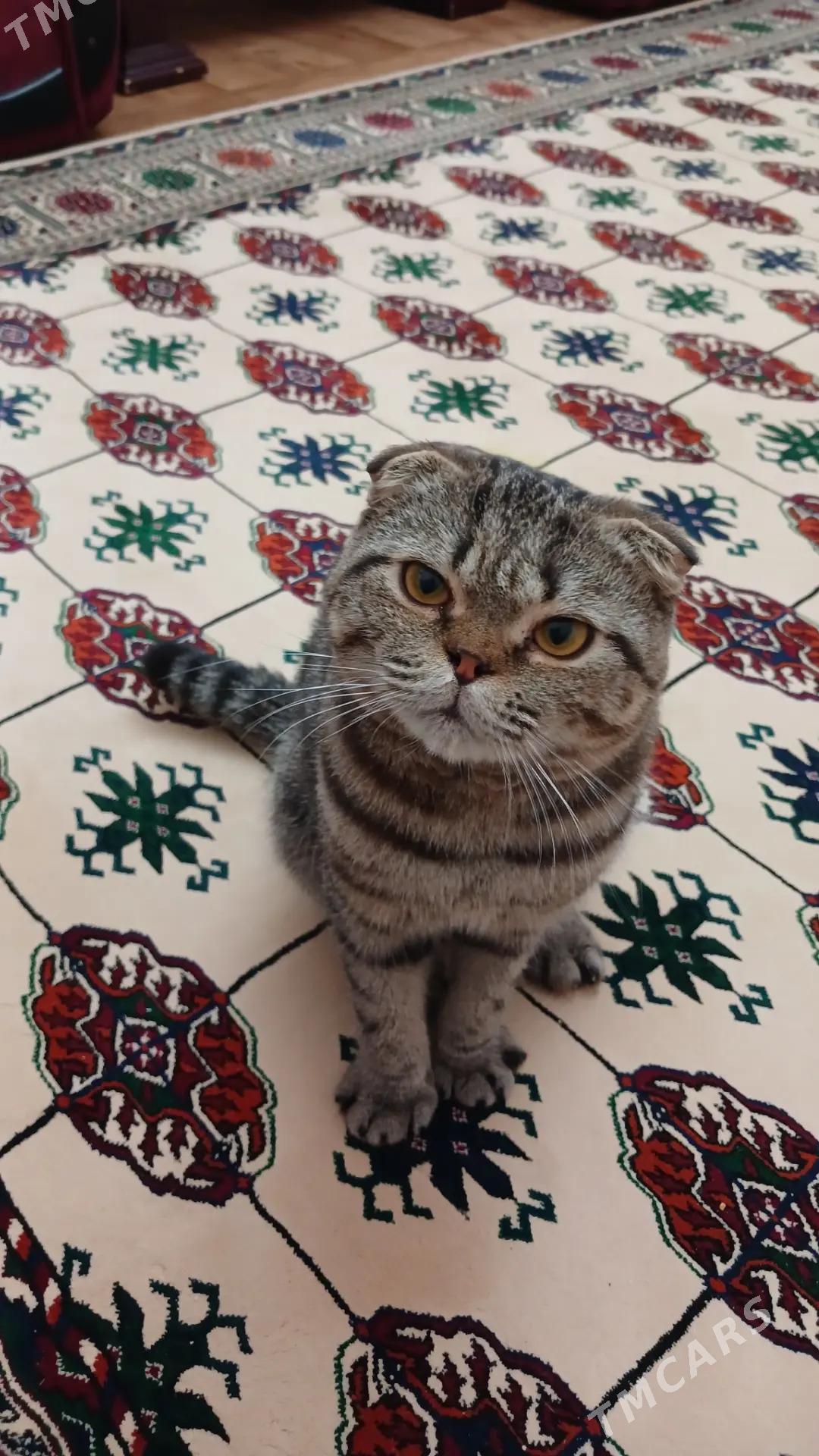 кот - Туркменабат - img 2