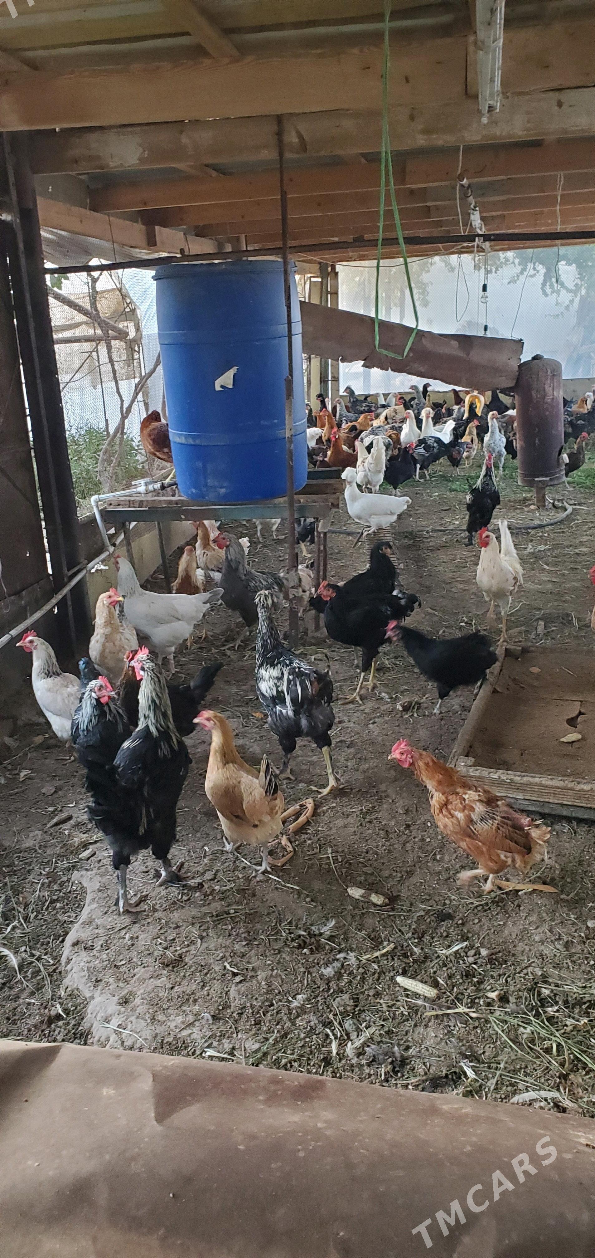 towuk - Çärjew - img 3