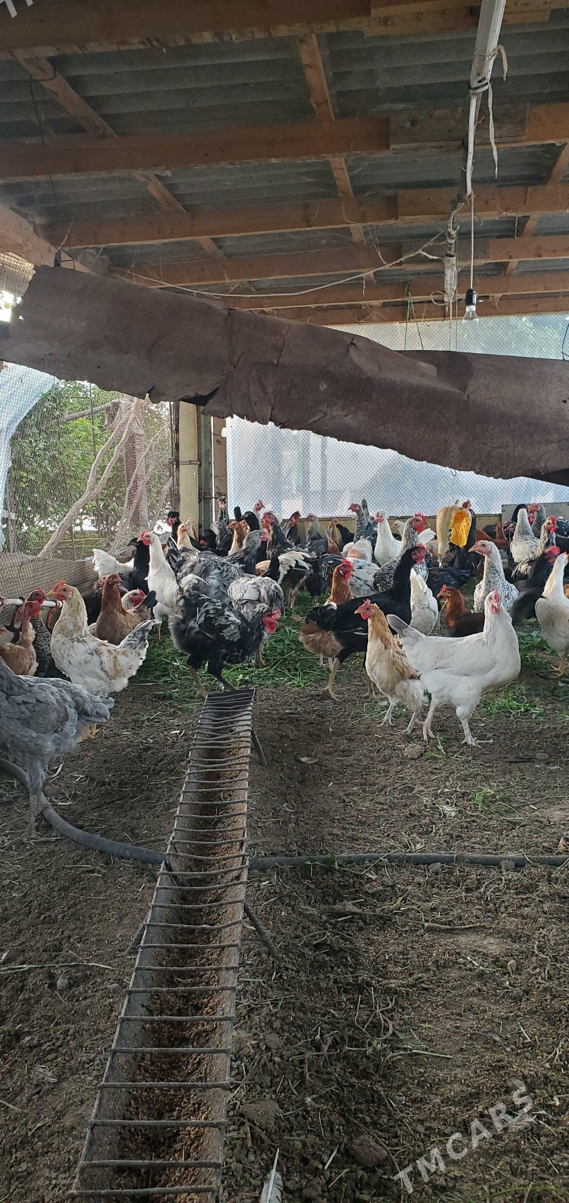 towuk - Çärjew - img 2