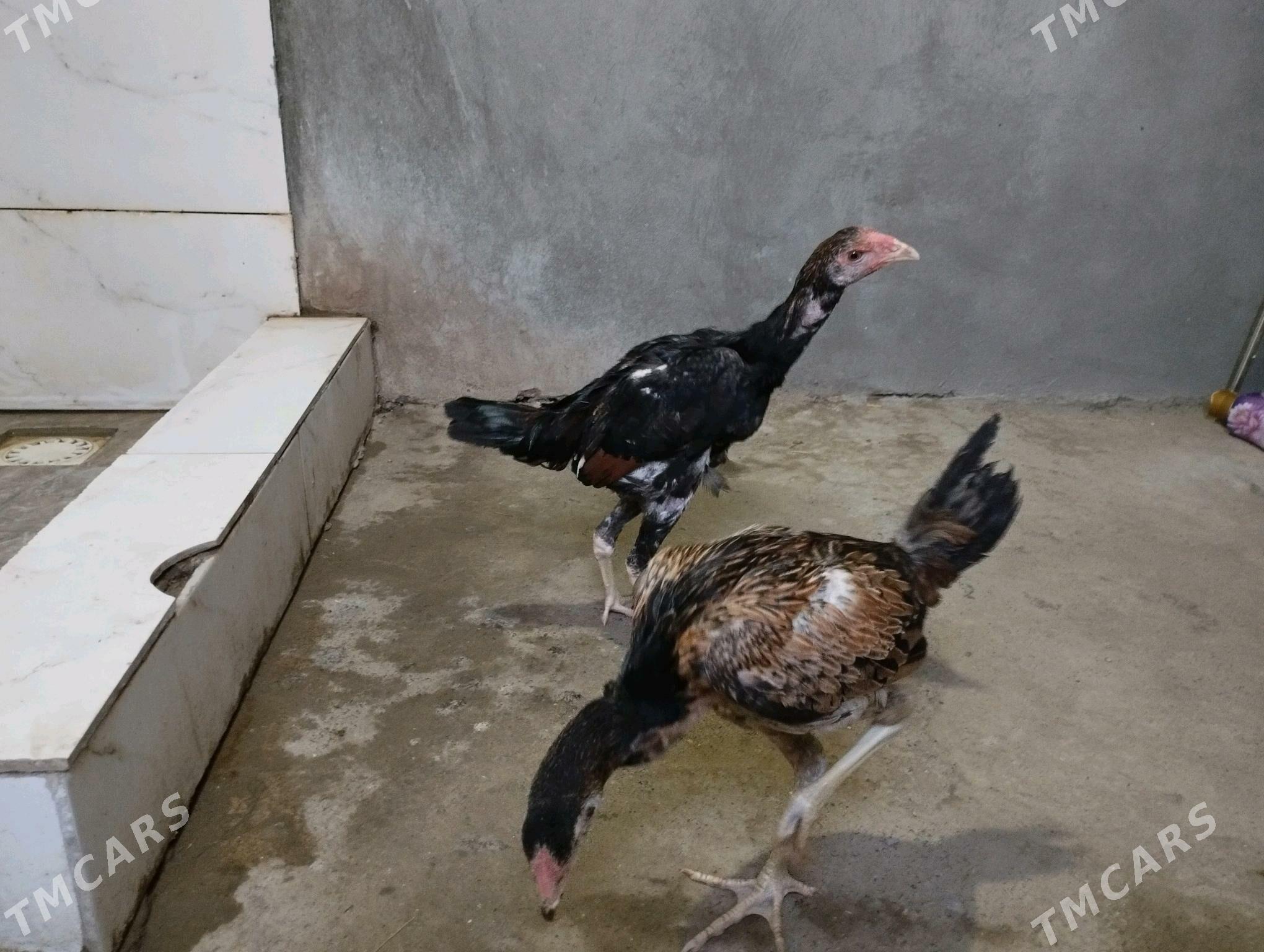 taskent - Gökje - img 1