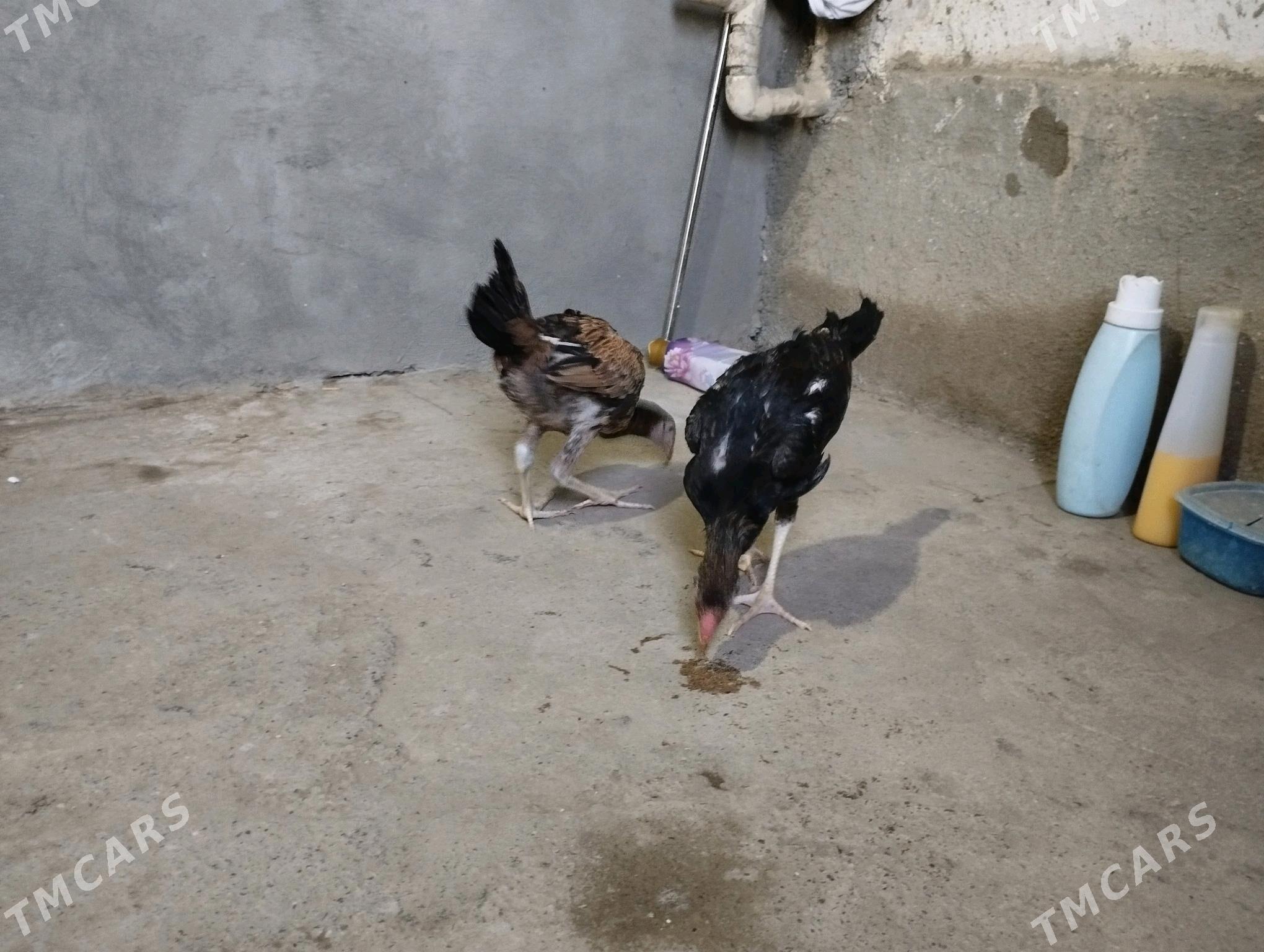 taskent - Gökje - img 2