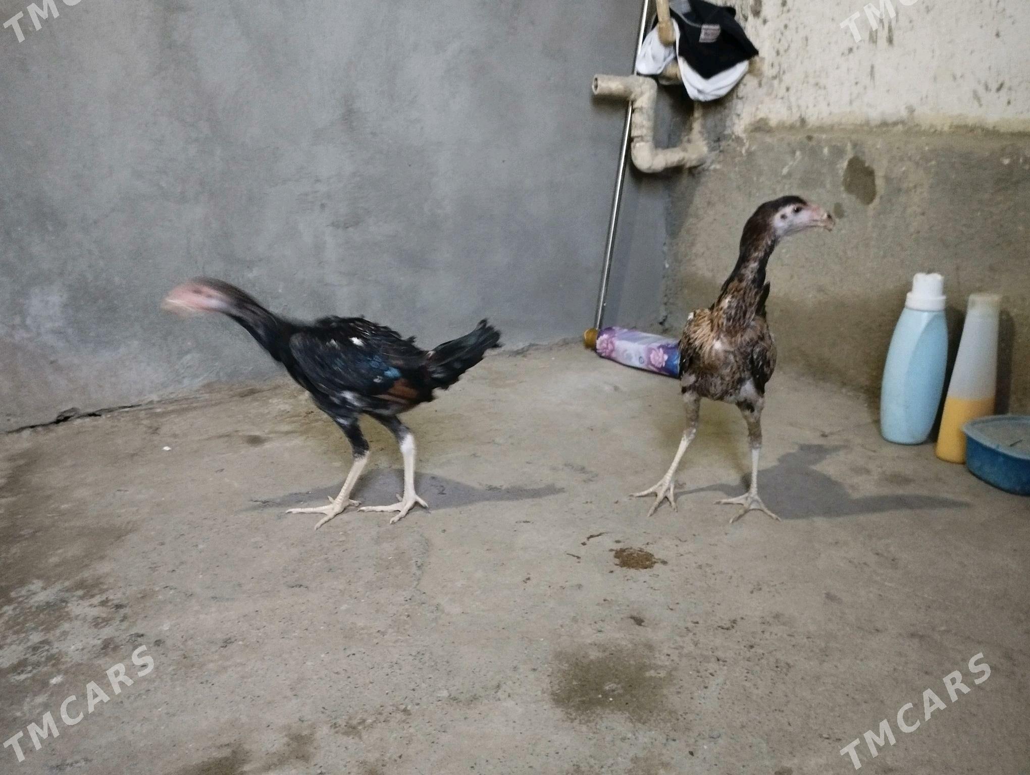 taskent - Gökje - img 3