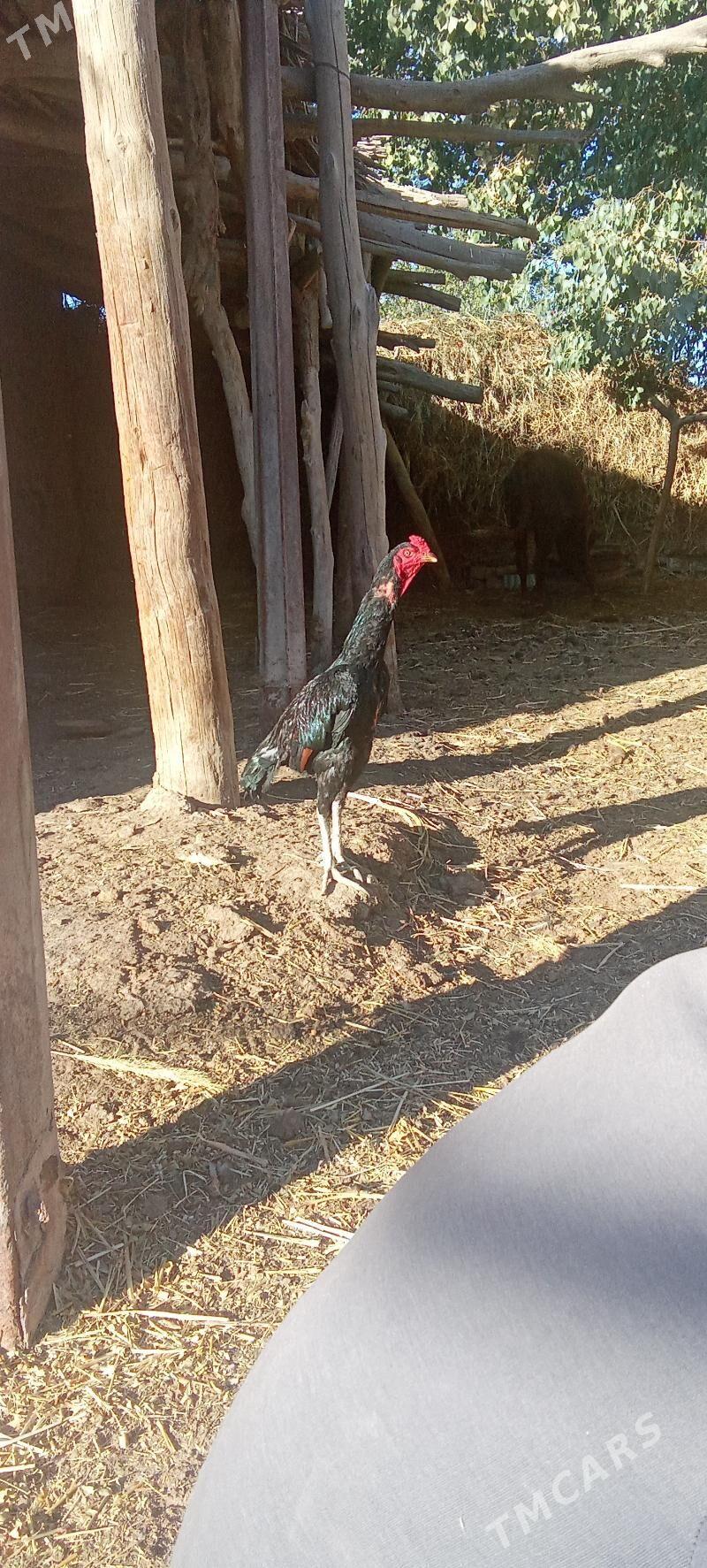 Turk juýje - Гурбансолтан Едже - img 2