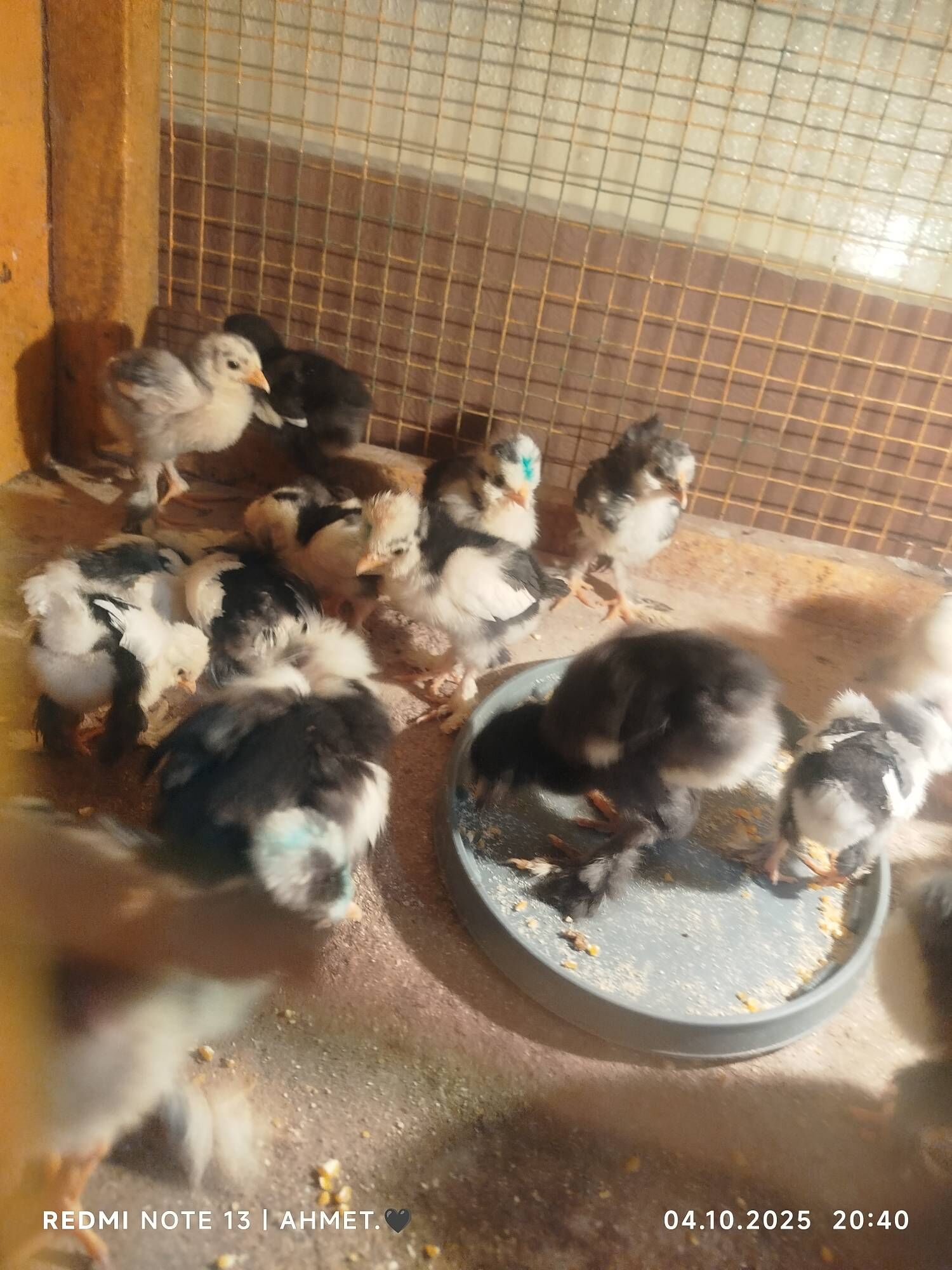 Карей Японский - Türkmenabat - img 9