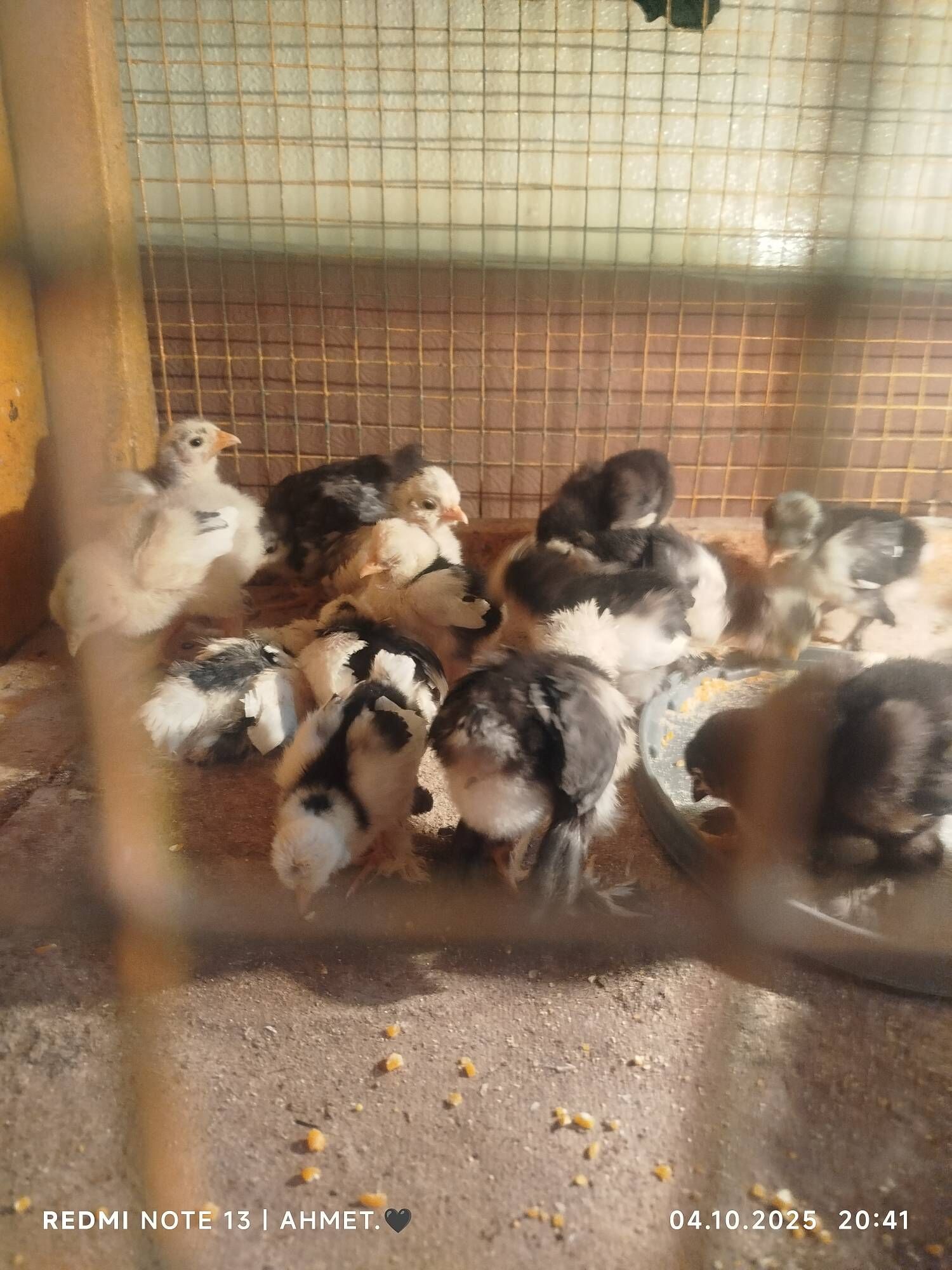 Карей Японский - Türkmenabat - img 8