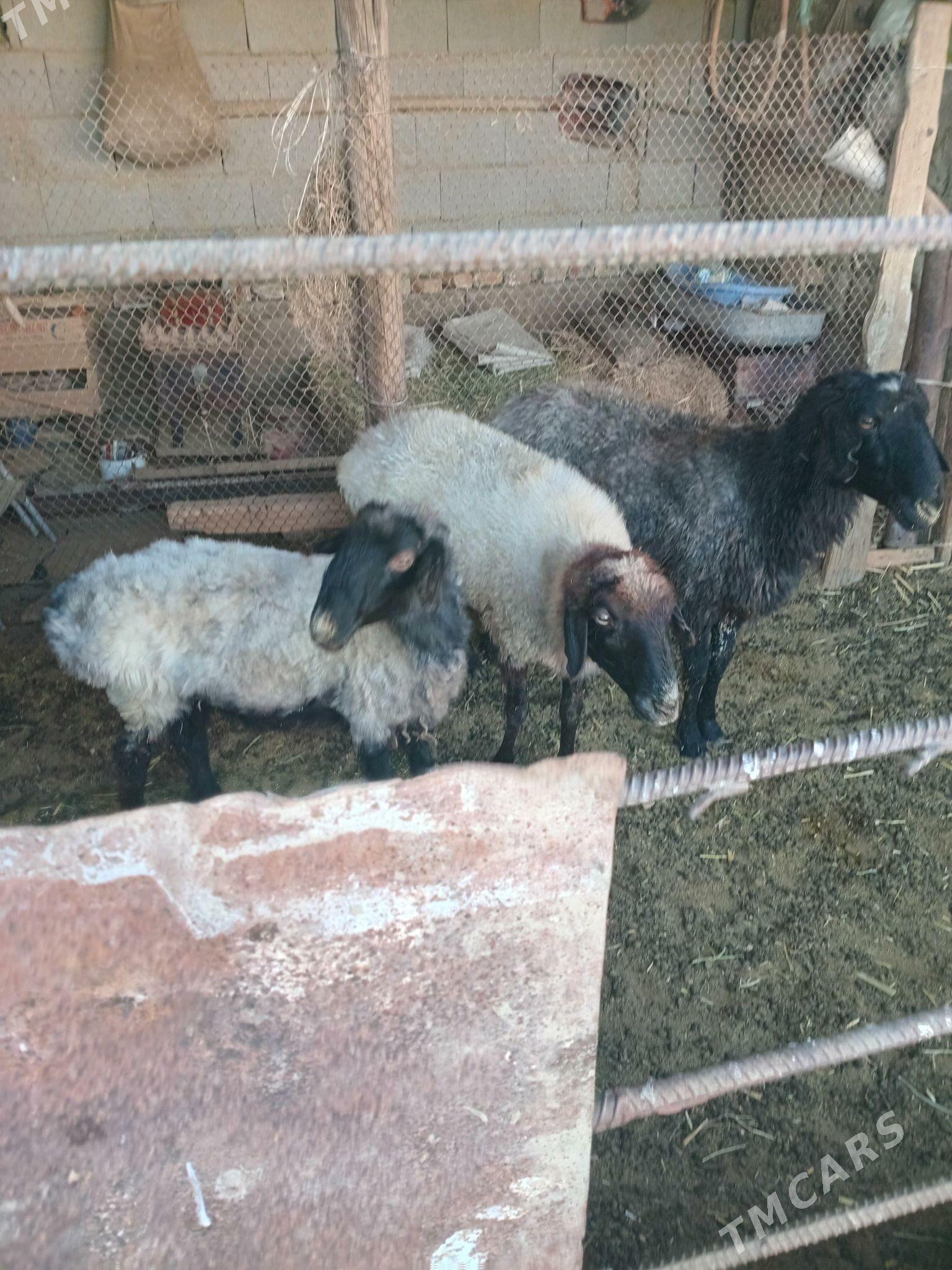 Гоюн - Bäherden - img 1