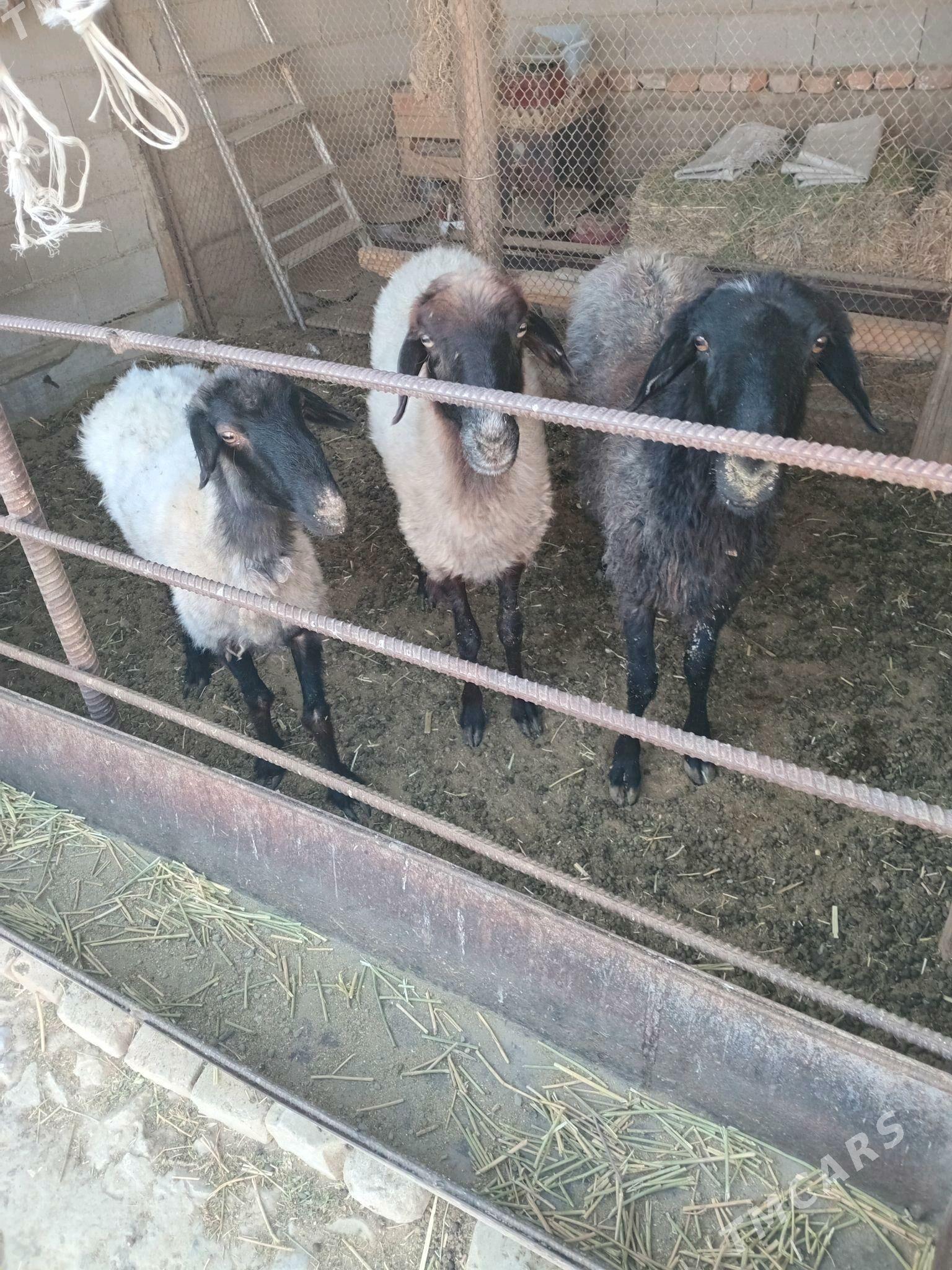 Гоюн - Bäherden - img 3