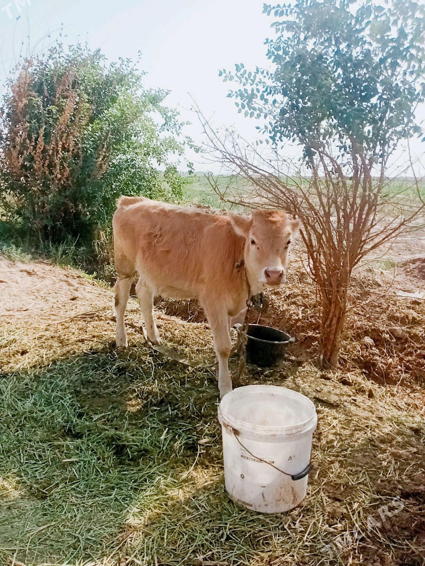 sygyr - Babadaýhan - img 1