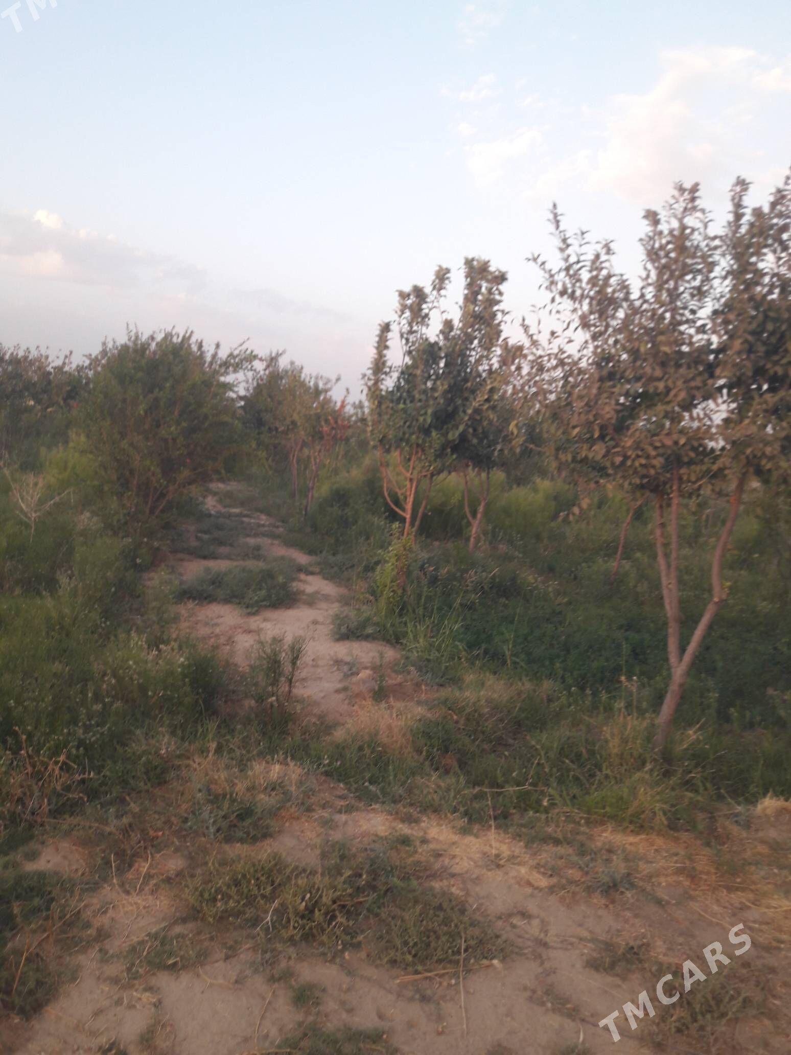 Uçasika - Кака - img 1