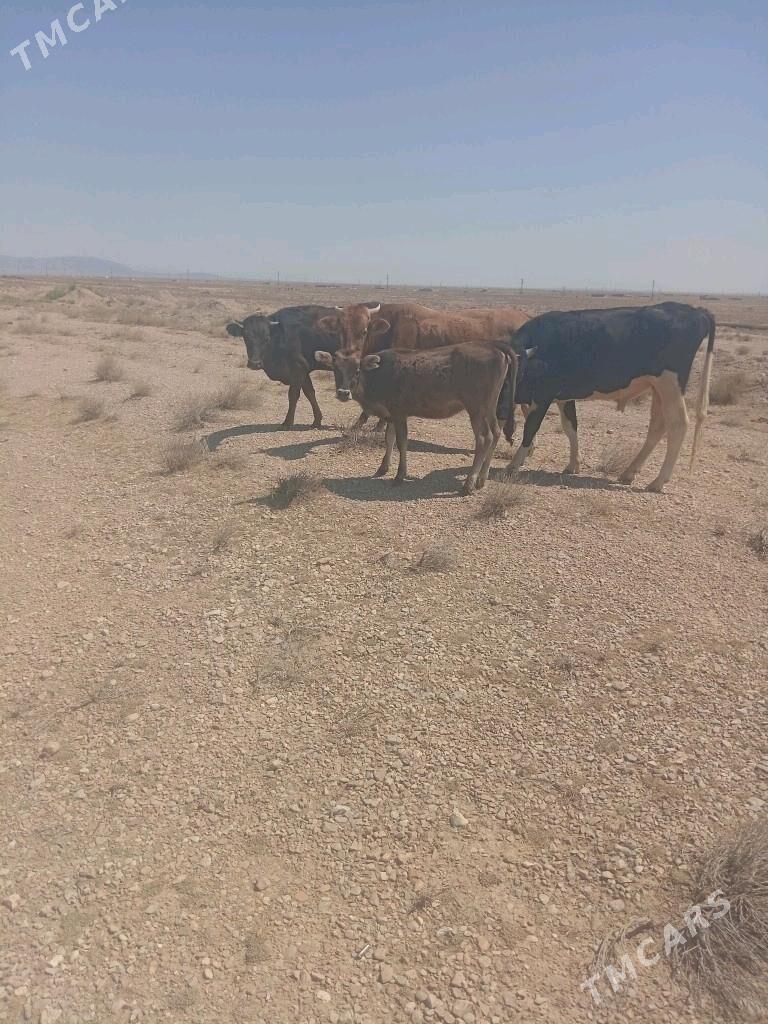 Sygyr copan - Балканабат - img 1