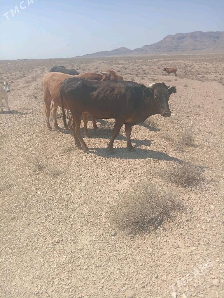 Sygyr copan - Балканабат - img 2