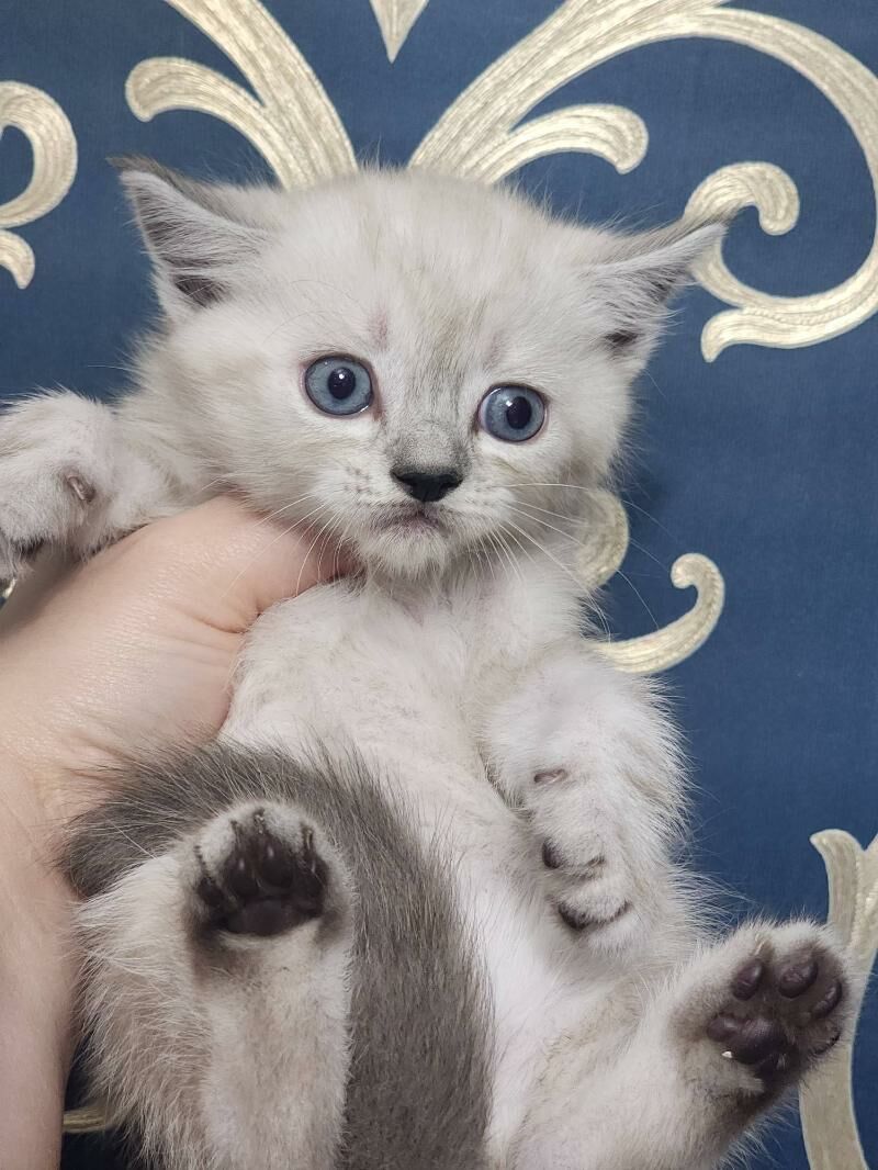 Шотландские котята - Ашхабад - img 5