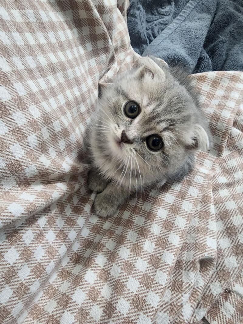 Шотландские котята - Ашхабад - img 7