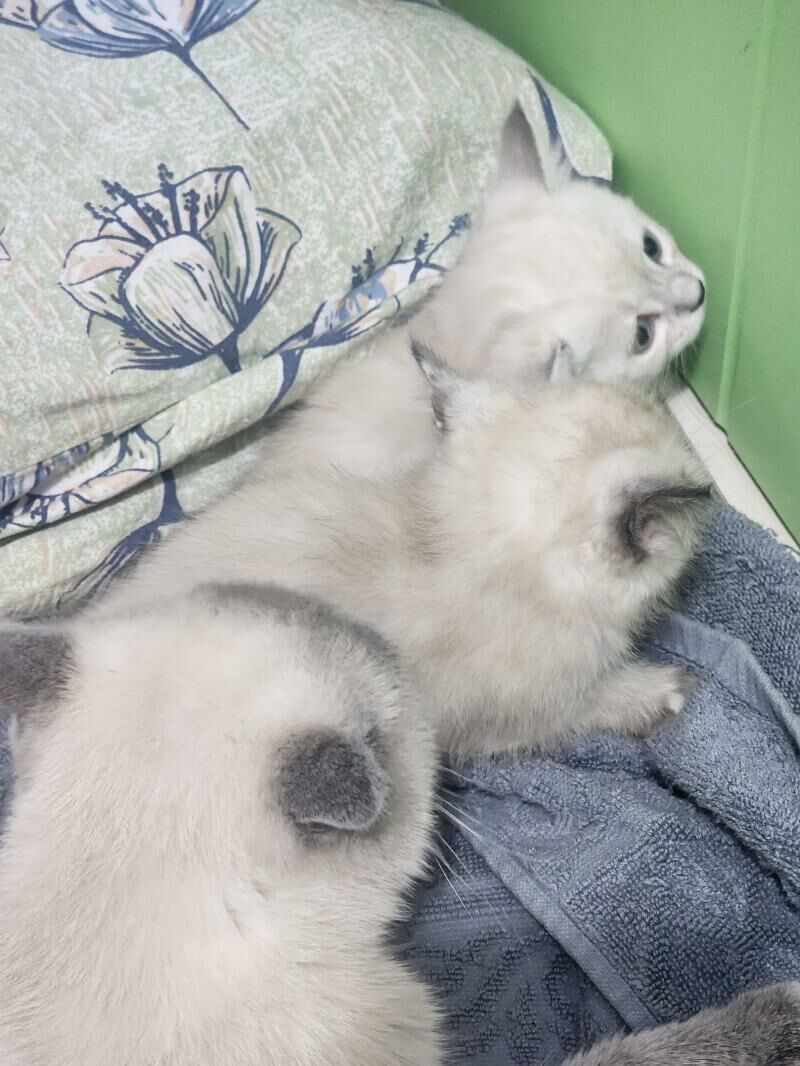 Шотландские котята - Ашхабад - img 6