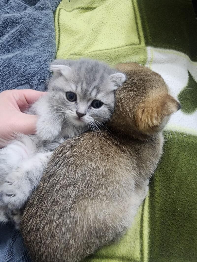 Шотландские котята - Ашхабад - img 8