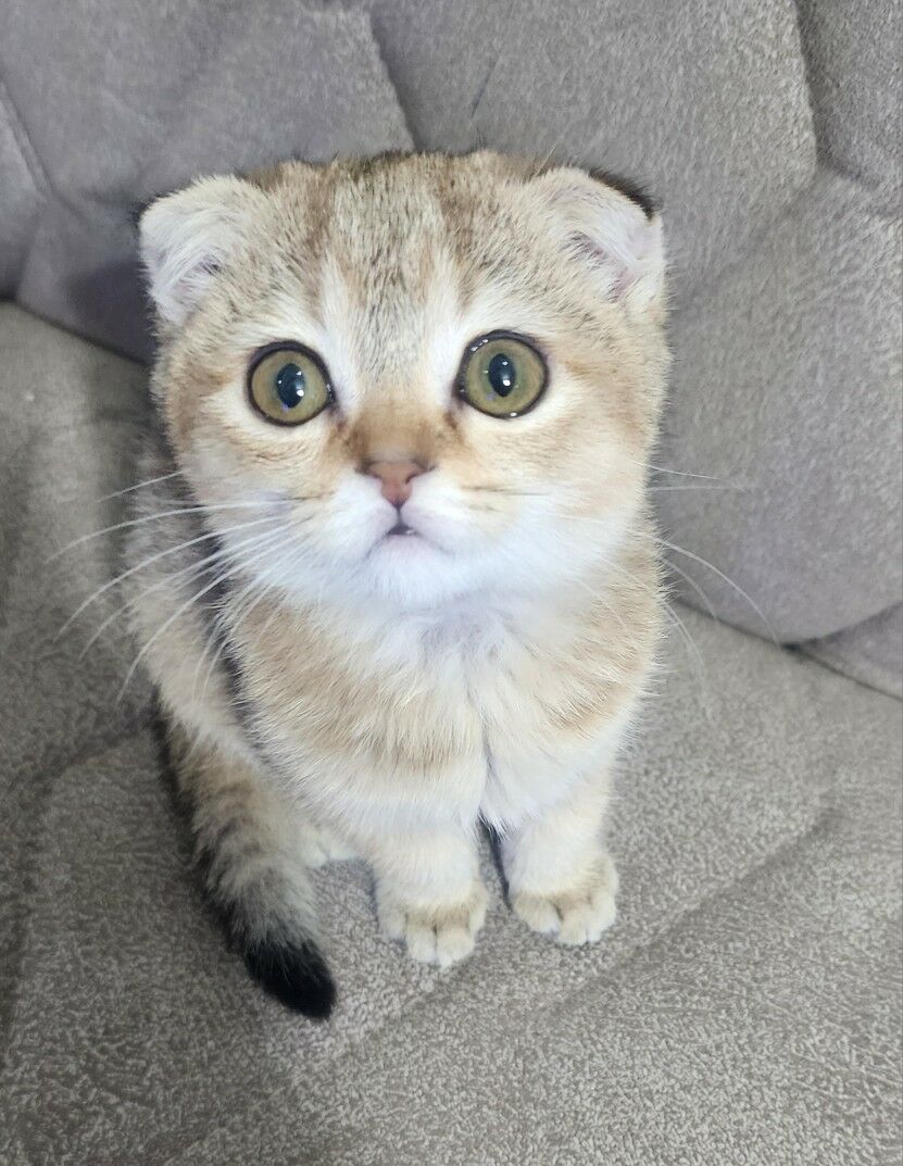 Шотландские котята - Ашхабад - img 9