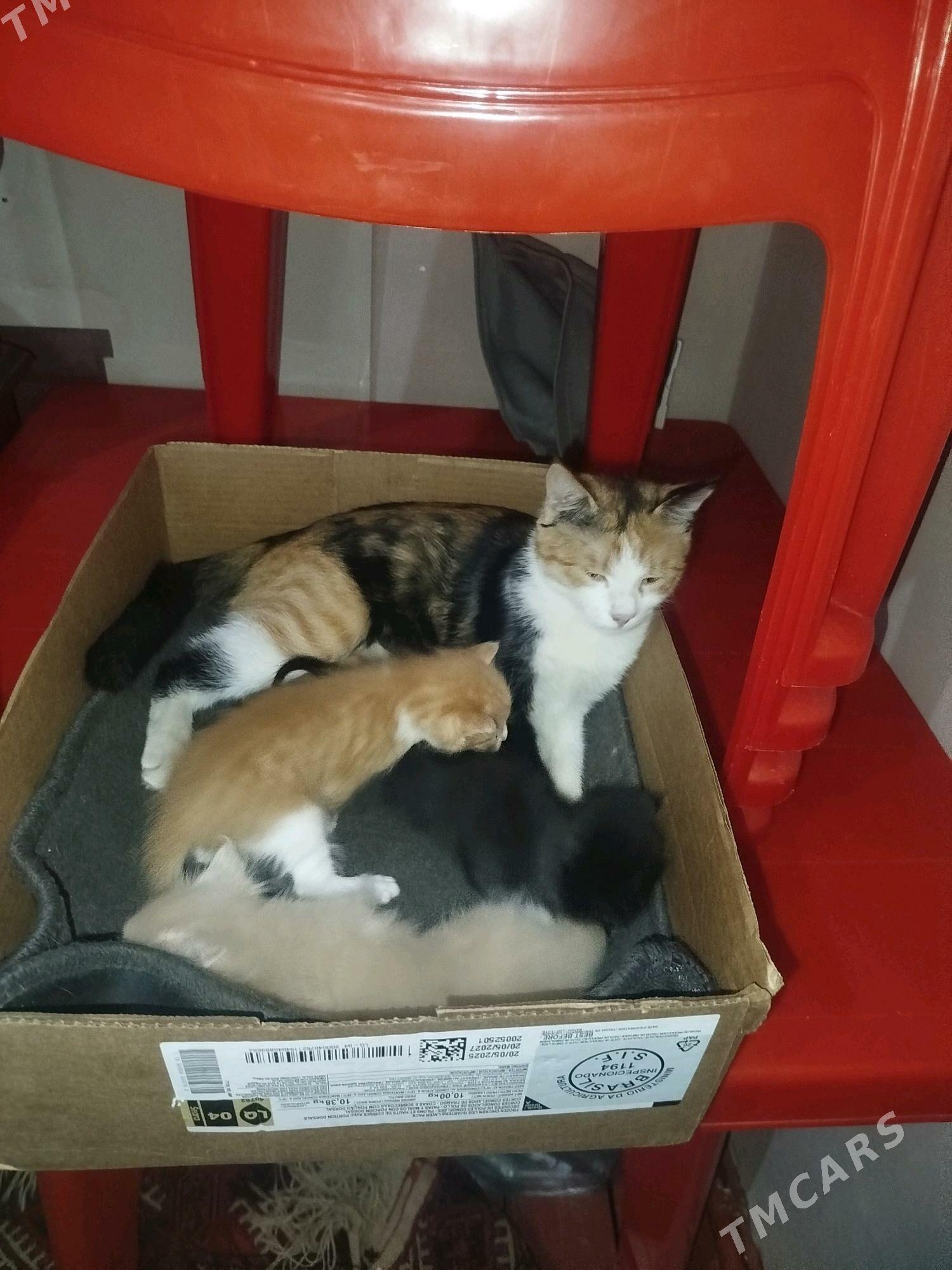 pisik - Daşoguz - img 2