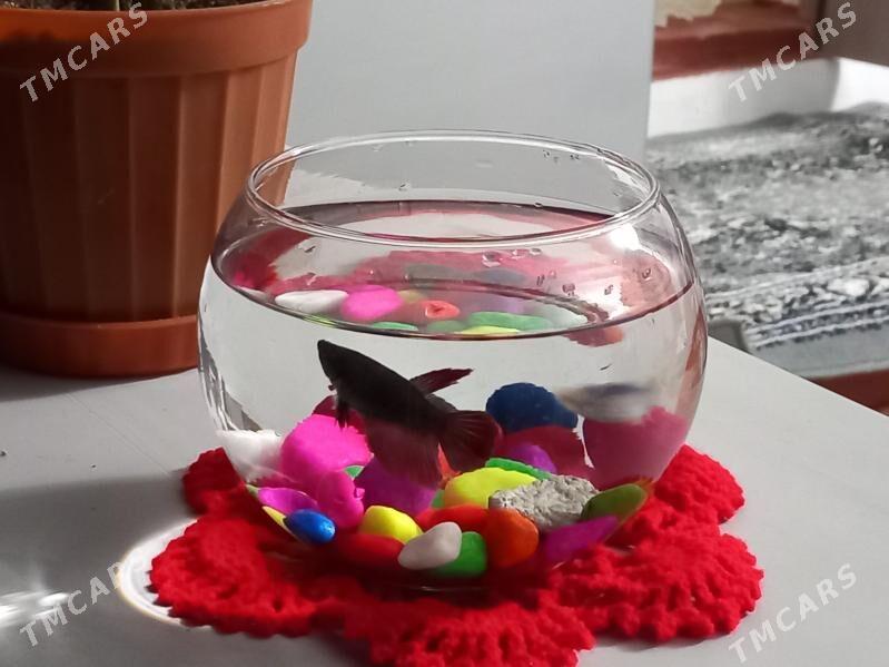 Akwarium - Багир - img 1