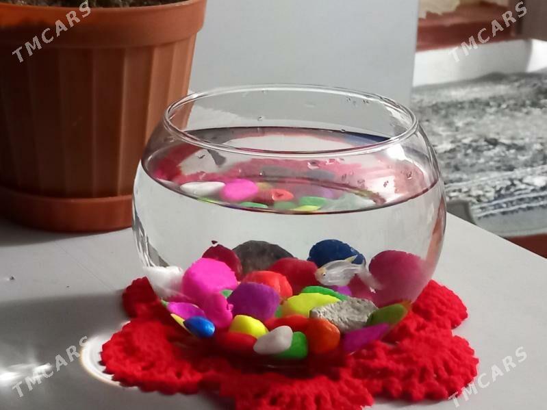 Akwarium - Багир - img 2