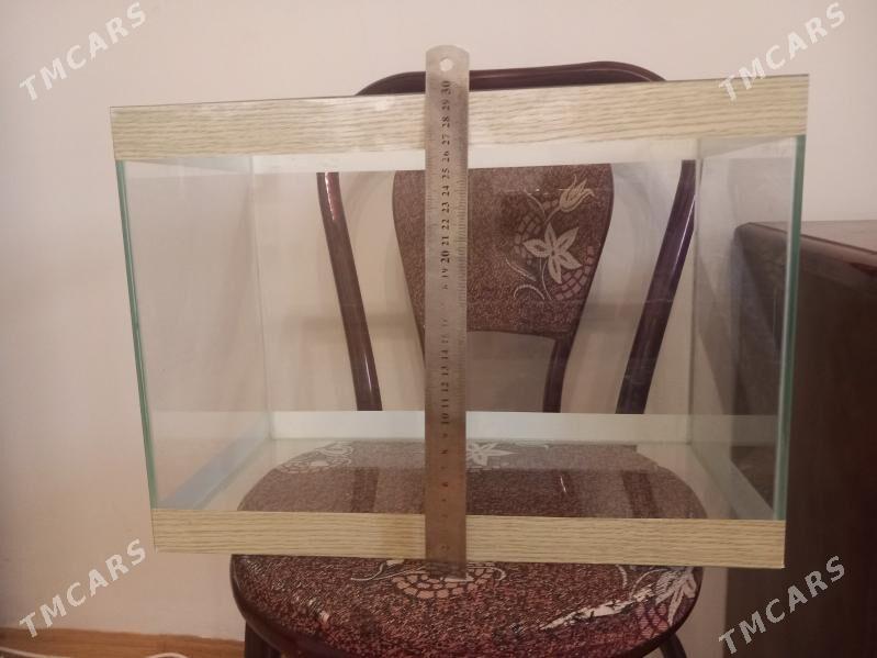 Akwarium - Багир - img 3