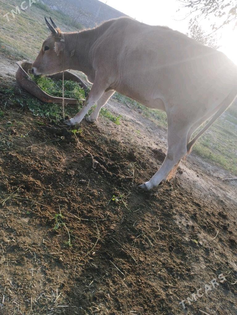 sygyr - Bäherden - img 3