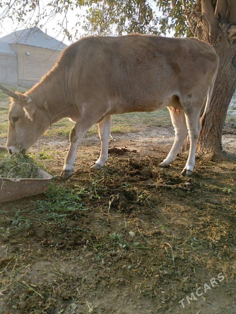 sygyr - Bäherden - img 1