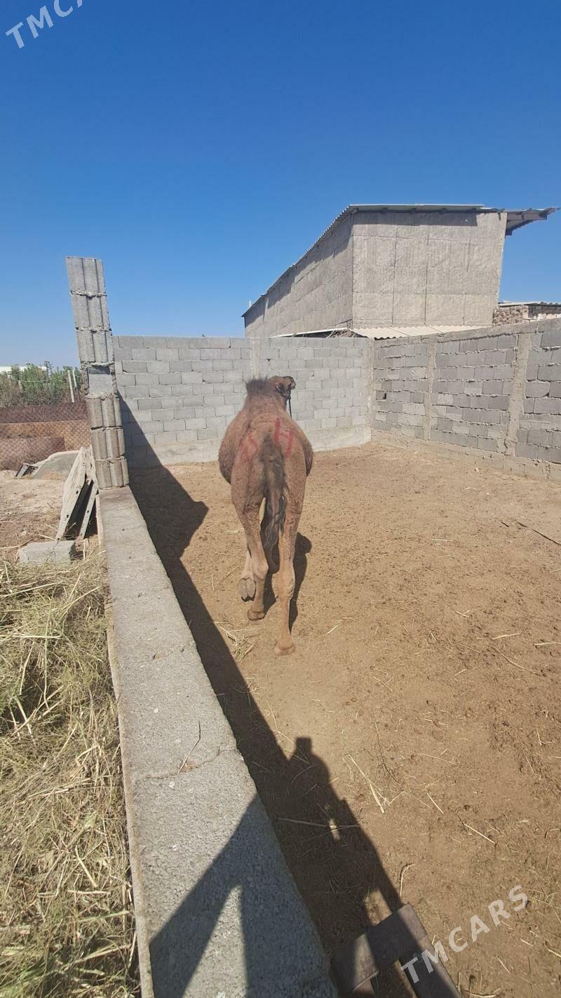 Ogşyk - Gökdepe - img 2