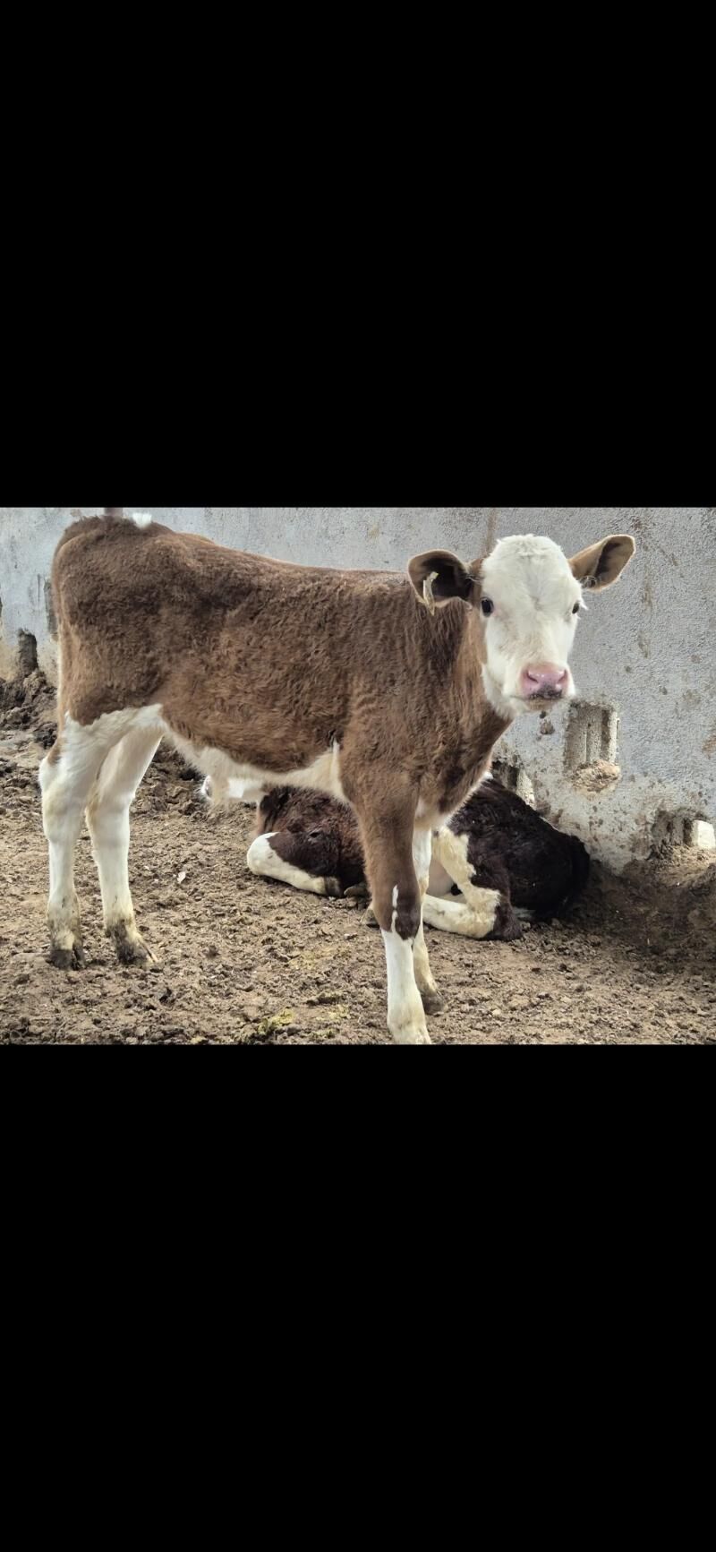 simental okuz - Şabat etr. - img 4