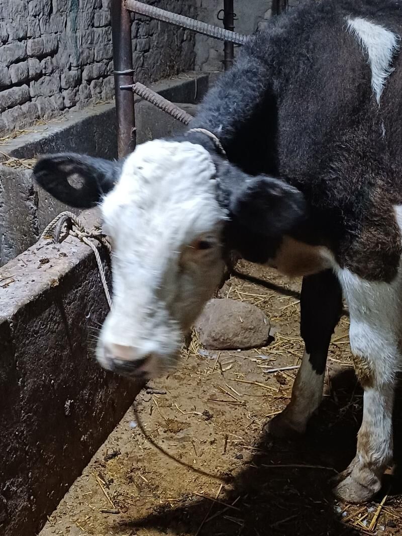 simental okuz - Şabat etr. - img 2