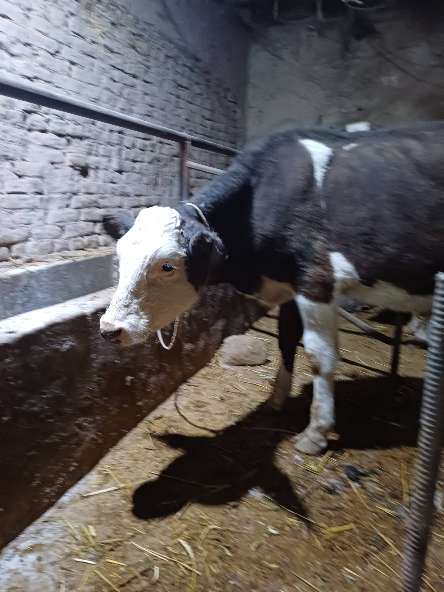 simental okuz - Şabat etr. - img 3