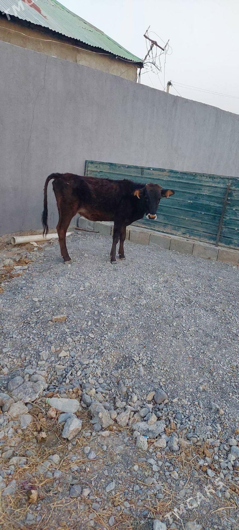 tuwe - Garadamak - img 2