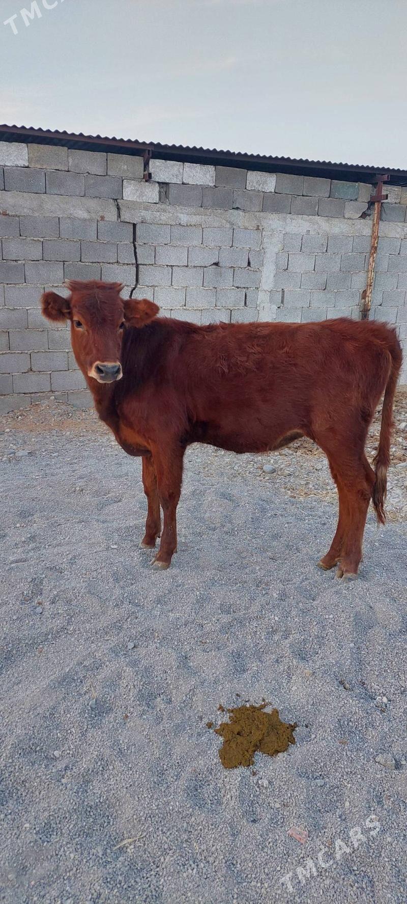 tuwe - Garadamak - img 3