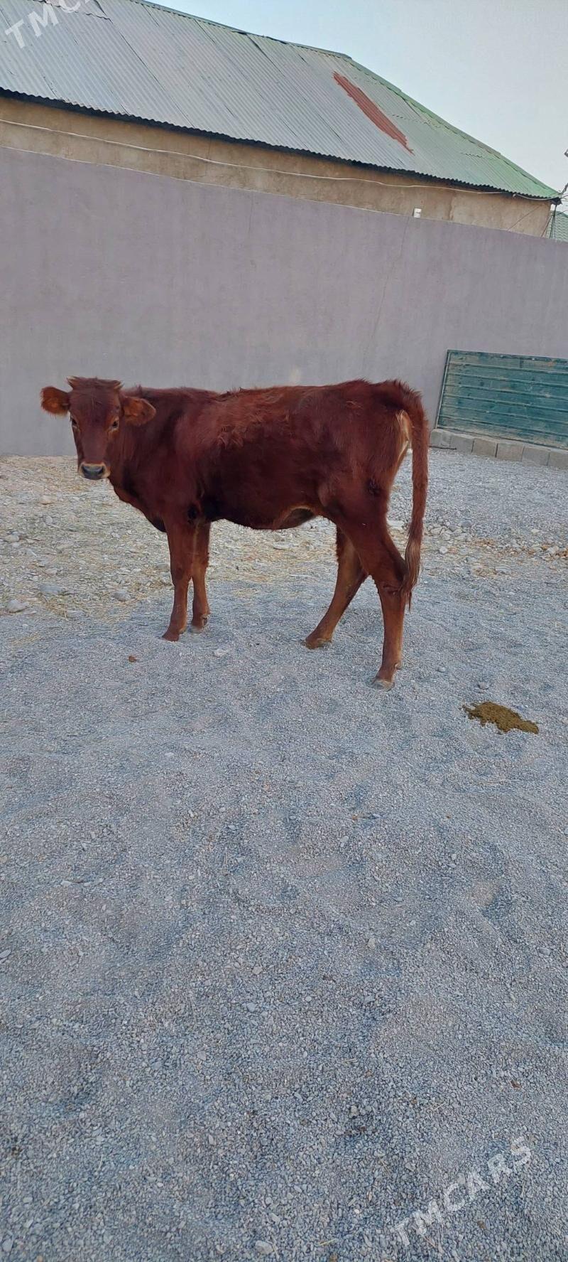 tuwe - Garadamak - img 4