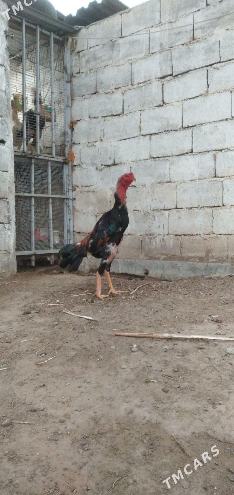 Baýes - Baýramaly - img 3