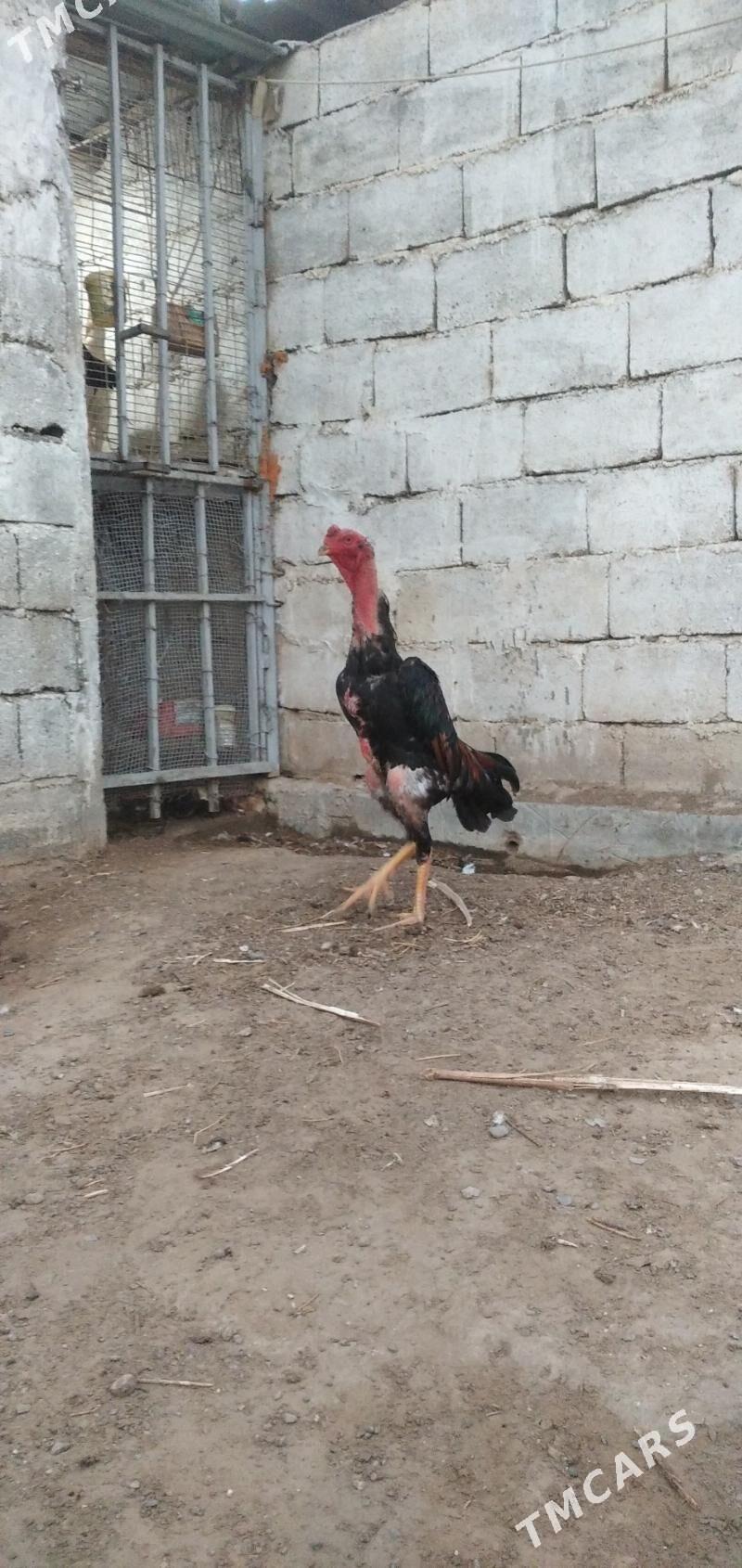 Baýes - Baýramaly - img 2