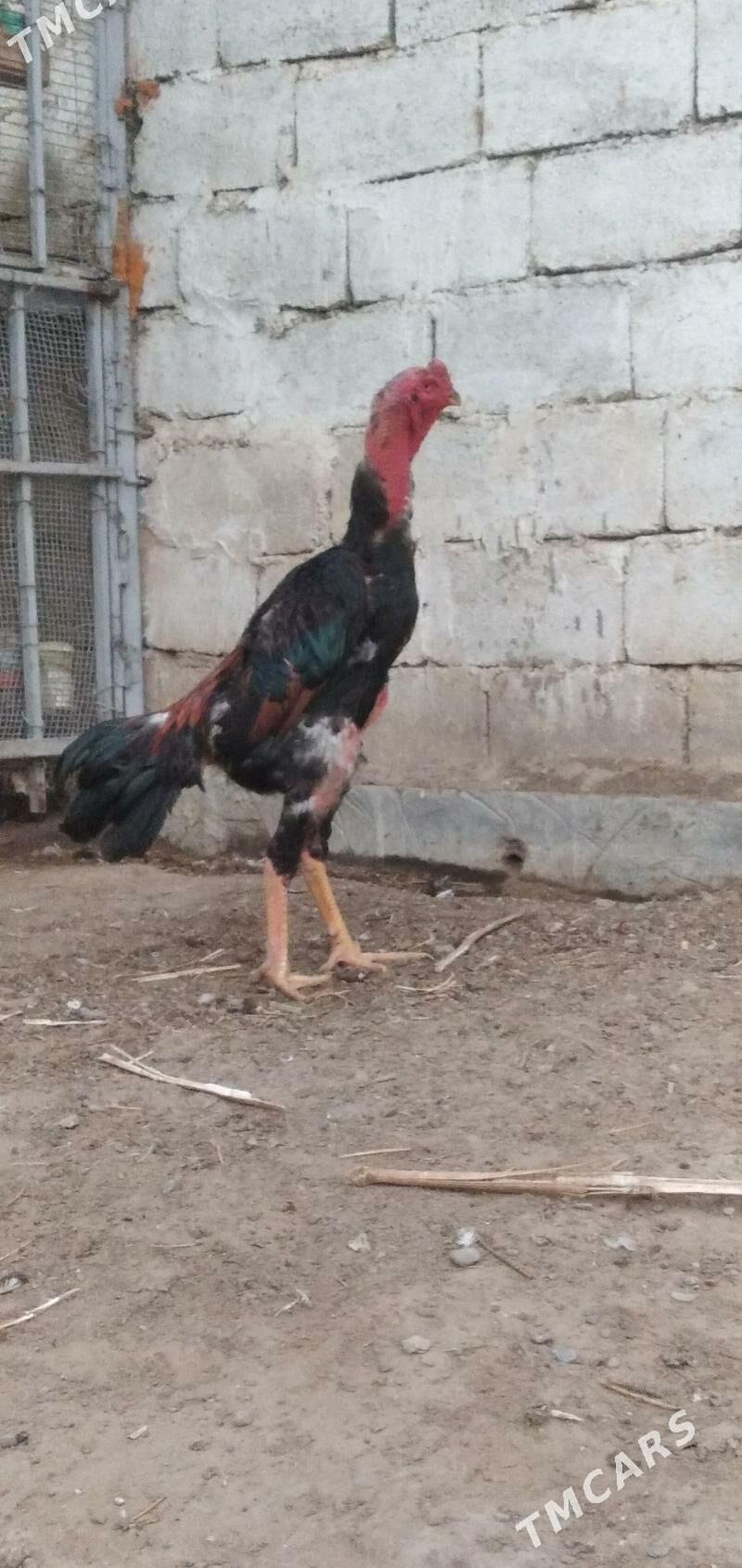 Baýes - Baýramaly - img 1