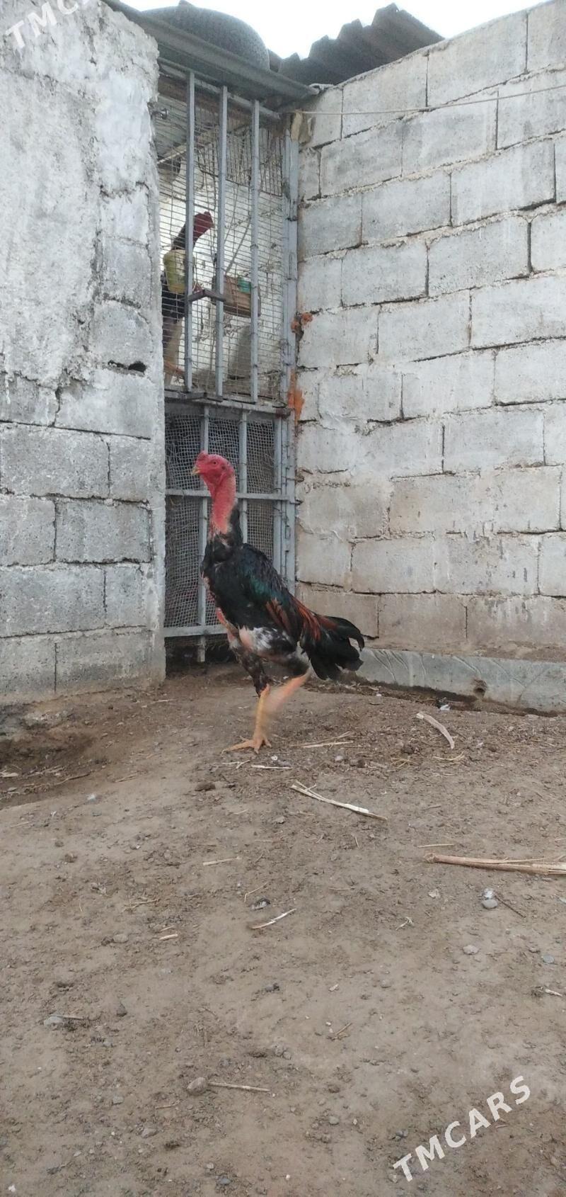 Baýes - Baýramaly - img 4