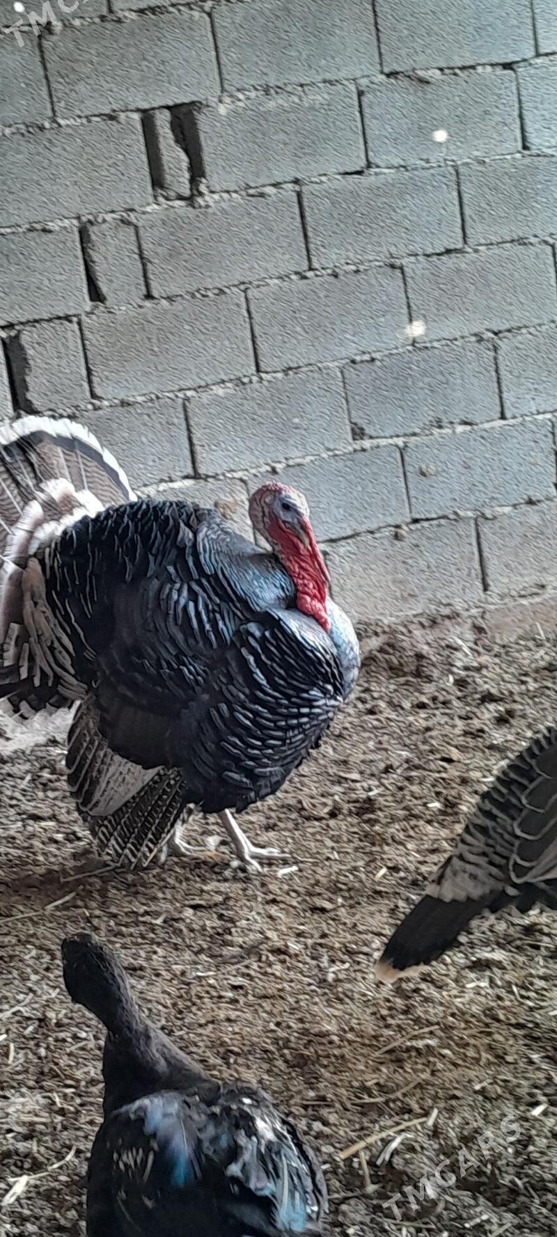 erkek induk - Aşgabat - img 4