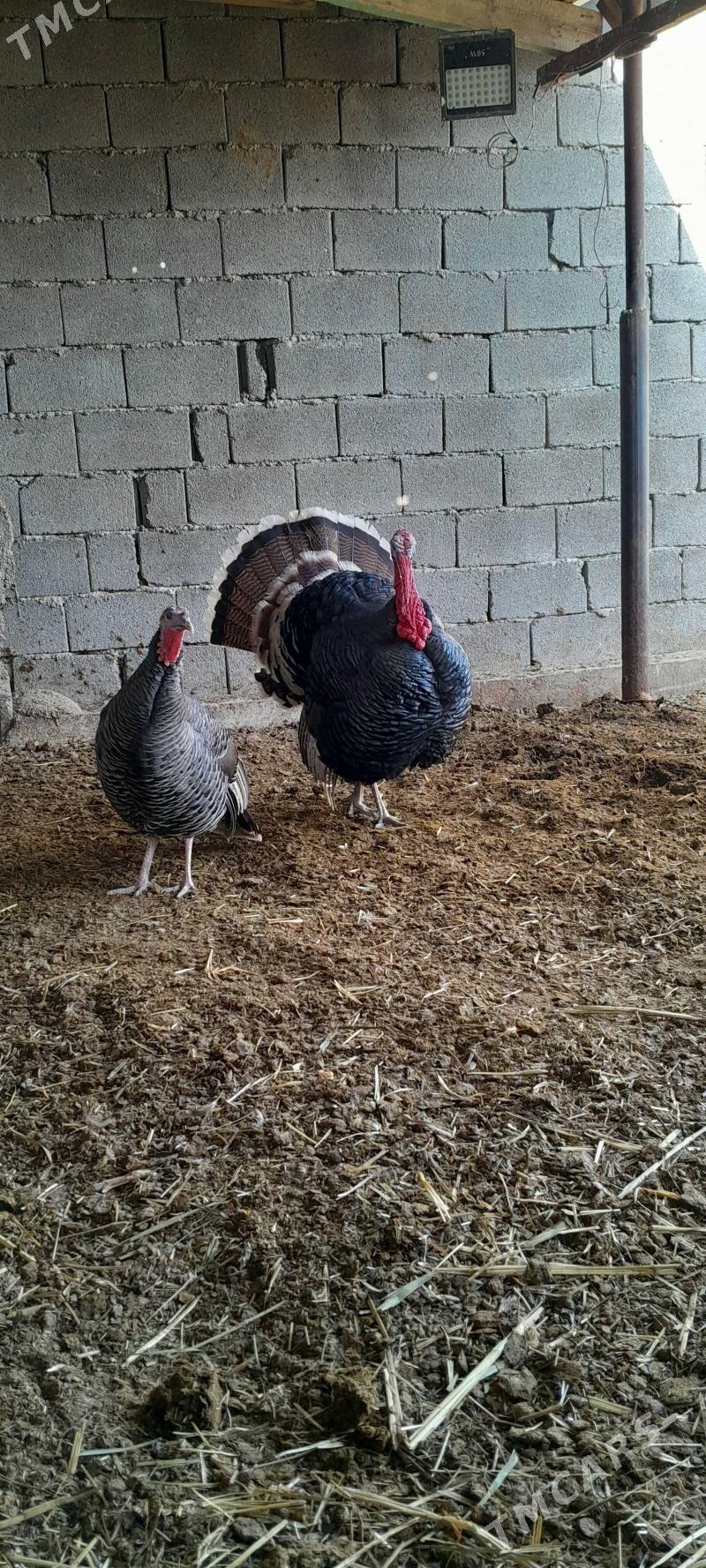 erkek induk - Aşgabat - img 3