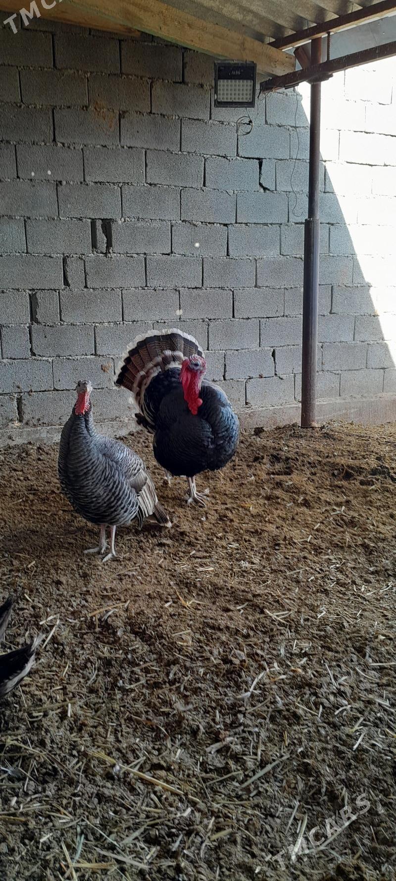 erkek induk - Aşgabat - img 5