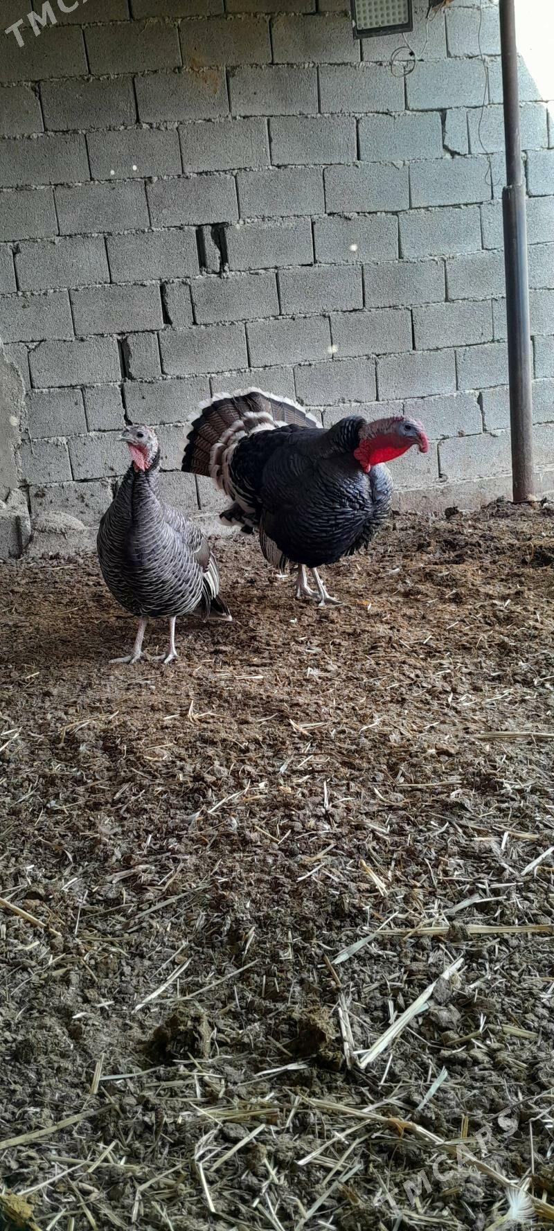 erkek induk - Aşgabat - img 6