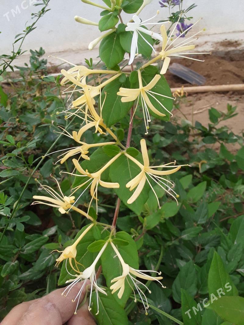 Jasmin çyrmaşyk - Täze zaman - img 3