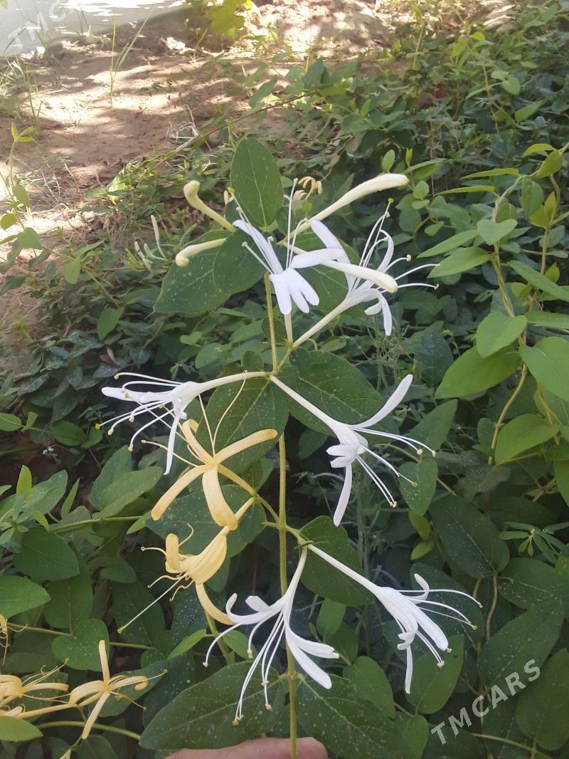 Jasmin çyrmaşyk - Täze zaman - img 4