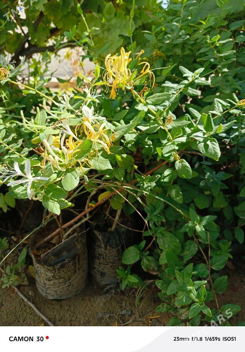 Jasmin çyrmaşyk - Täze zaman - img 5