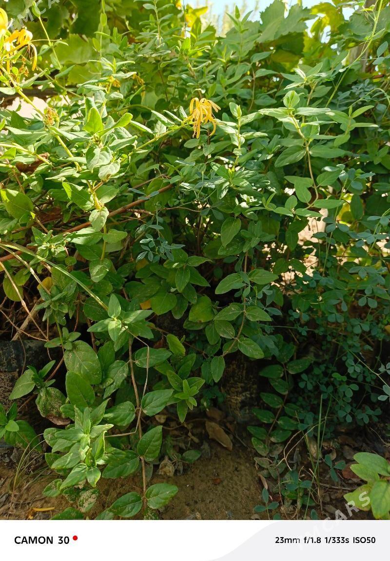 Jasmin çyrmaşyk - Täze zaman - img 7